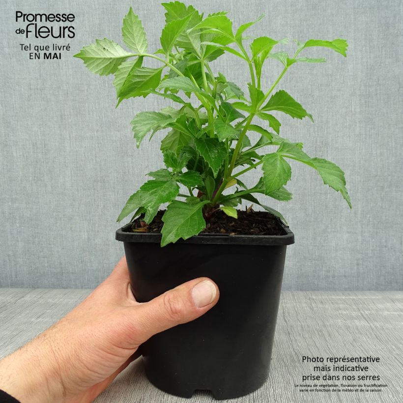 Exemplar von Stern-Dahlie Izarra Topf mit 2L/3L wie im Frühjahr geliefert