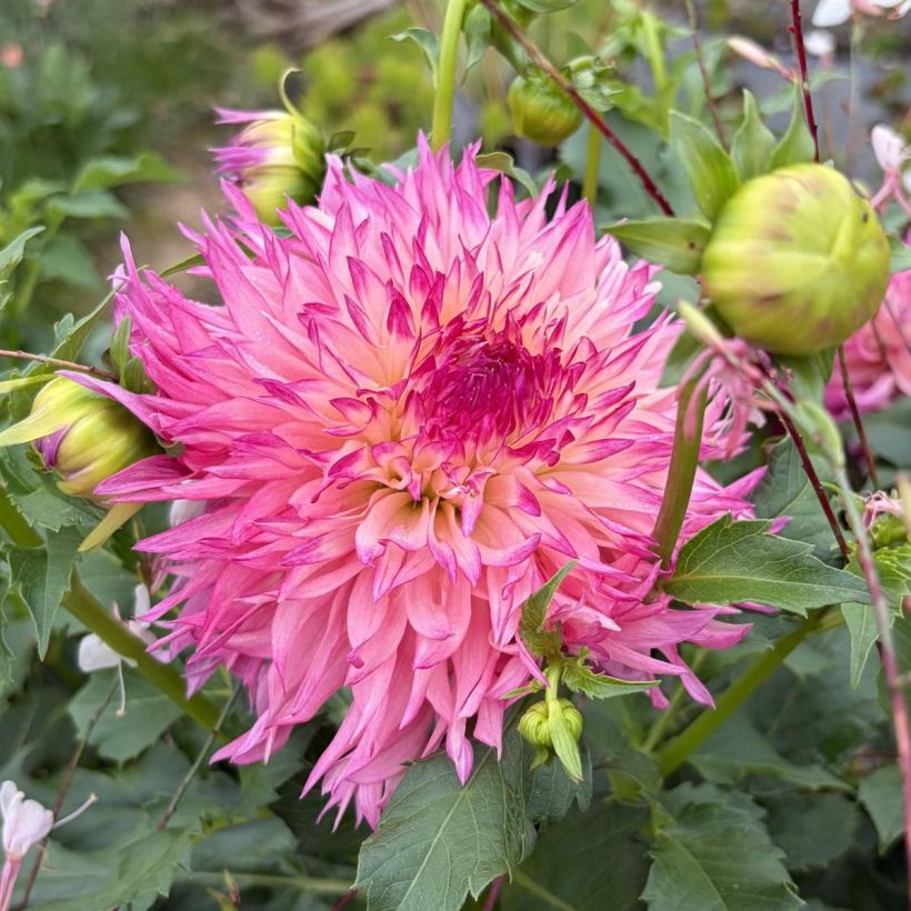 Riesenblütige Dahlie Myrtle's Folly (Blüte)