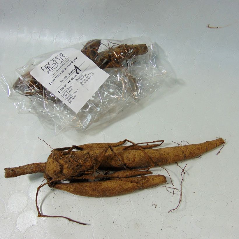 Beispiel eines Exemplars von Kaktus-Dahlie Ice Crystal Zwiebel Kaliber/Größe I wie geliefert