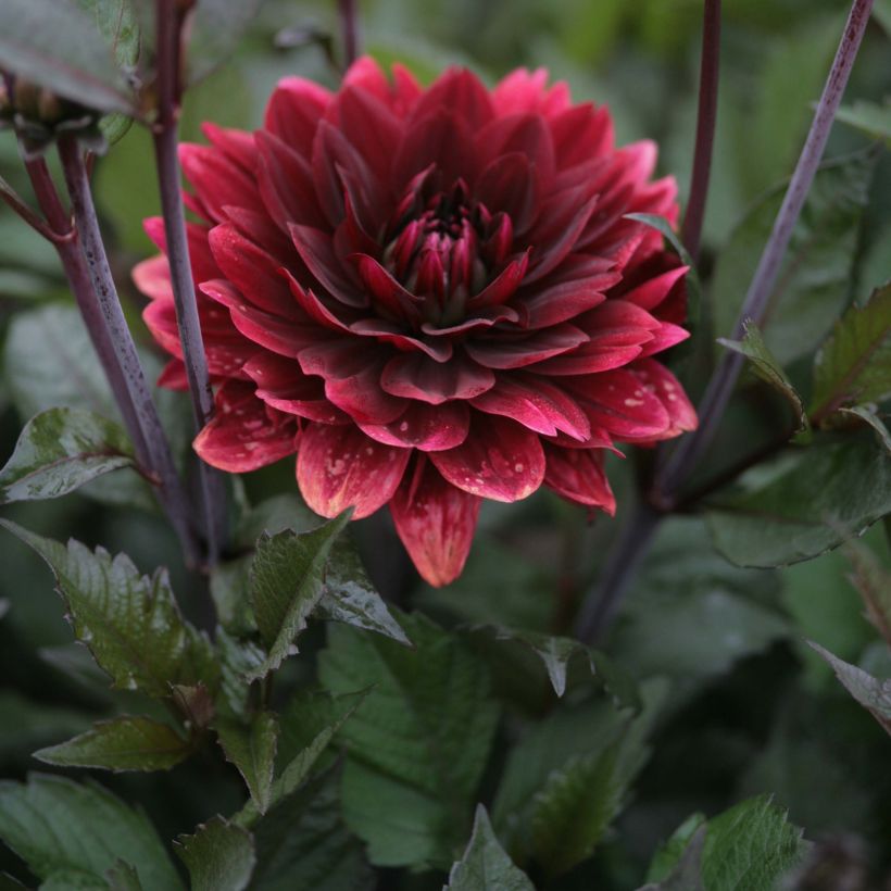 Schmuck-Dahlie After Dusk (Blüte)