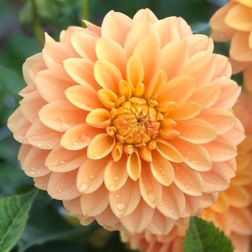 Schmuck-Dahlie Bocherell (Blüte)