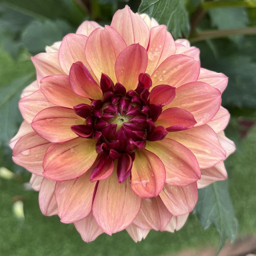 Schmuck-Dahlie Crème de Cognac (Blüte)