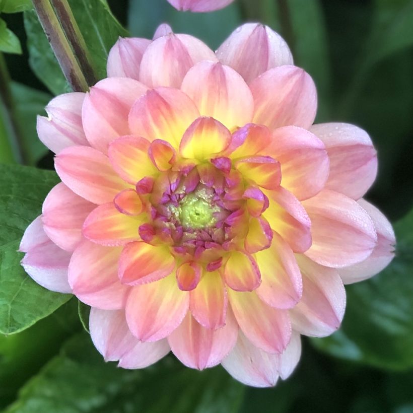 Schmuck-Dahlie Erna Panzer (Blüte)