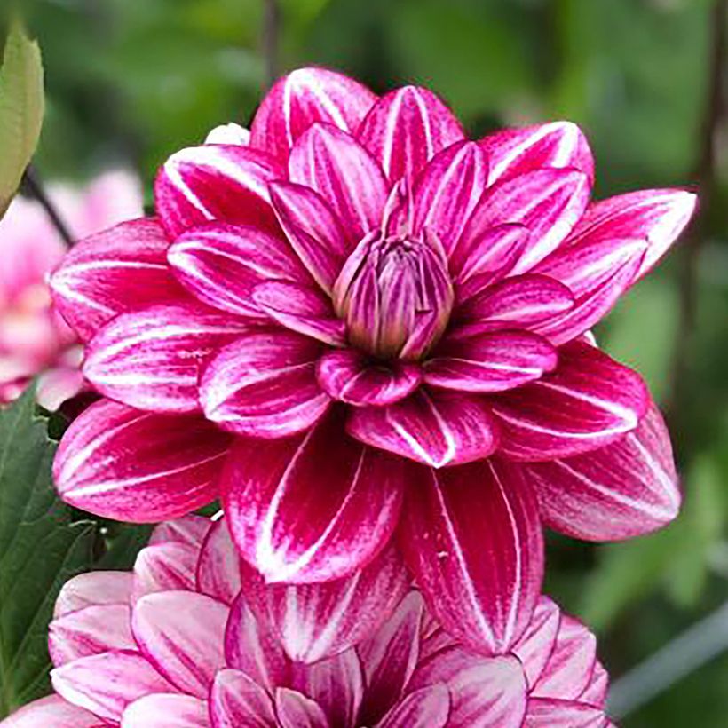 Schmuck-Dahlie Hémisphère (Blüte)