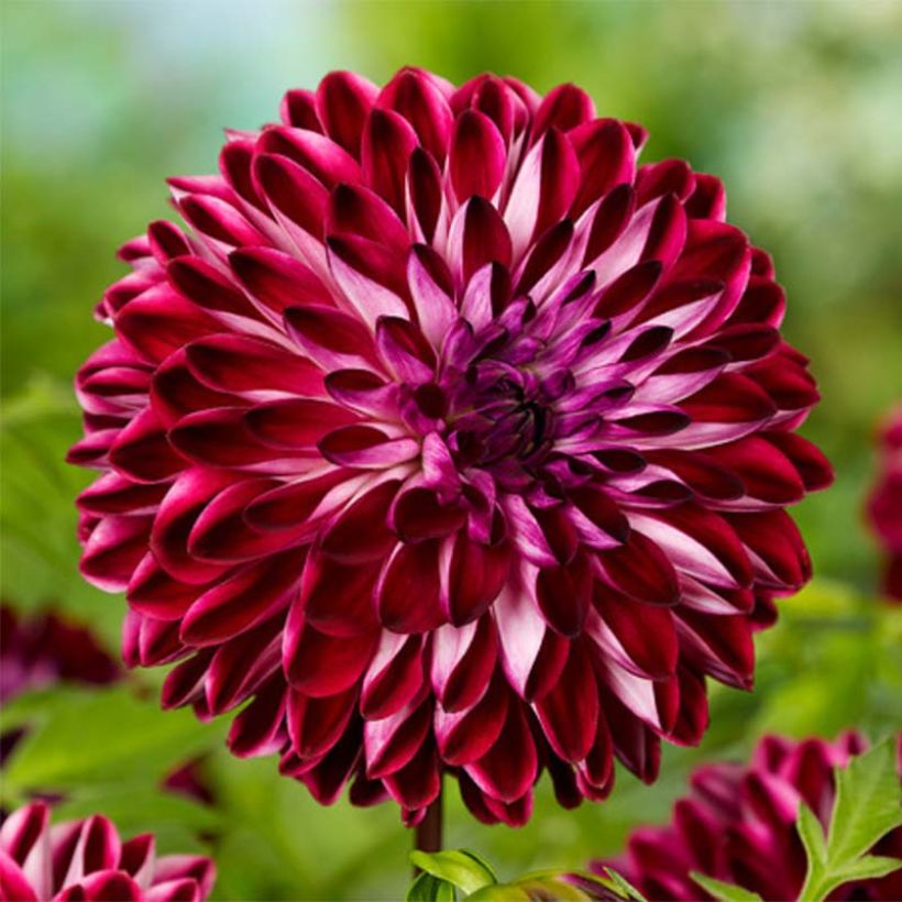 Schmuck-Dahlie Osirium (Blüte)