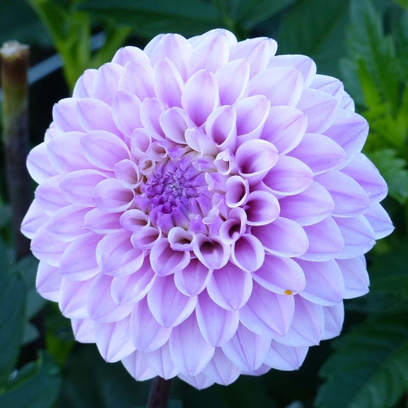 Schmuck-Dahlie Seniors Perfection (Blüte)