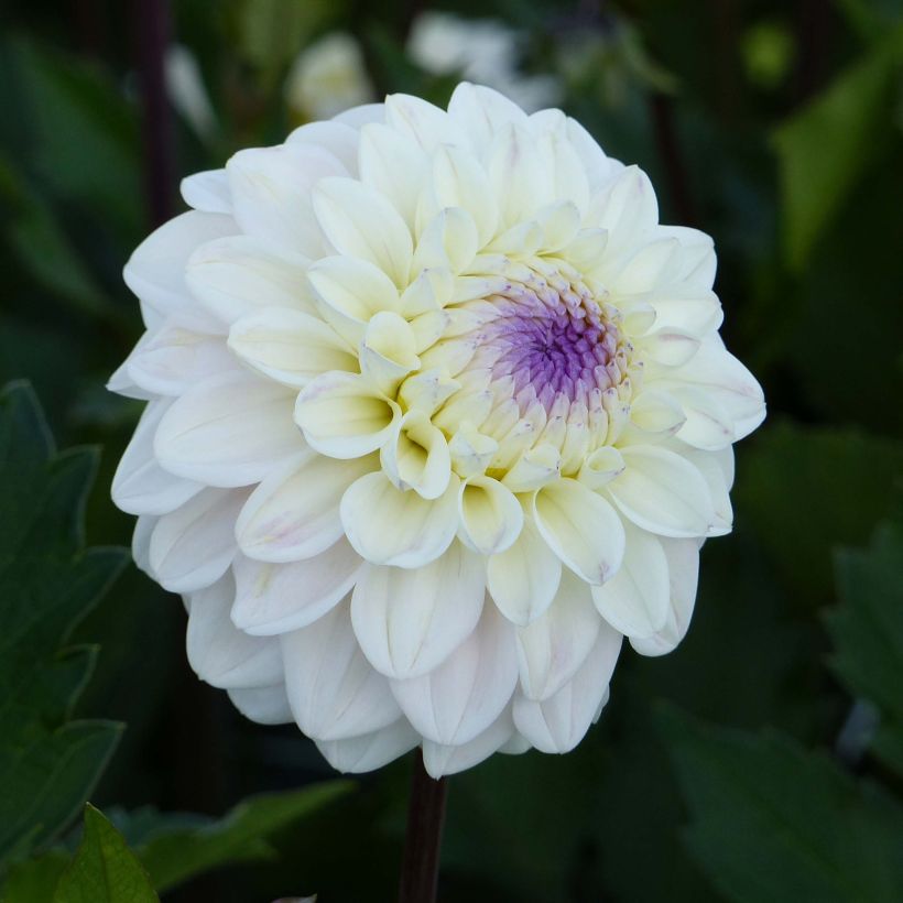Schmuck-Dahlie Seniors White (Blüte)