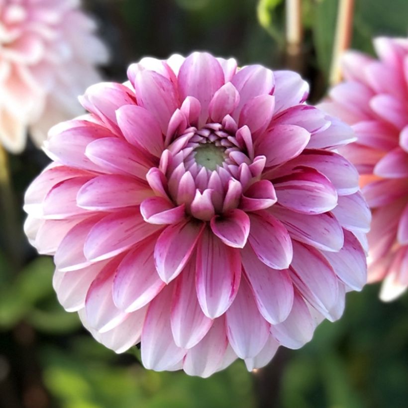 Schmuck-Dahlie Strawberry Cream (Blüte)