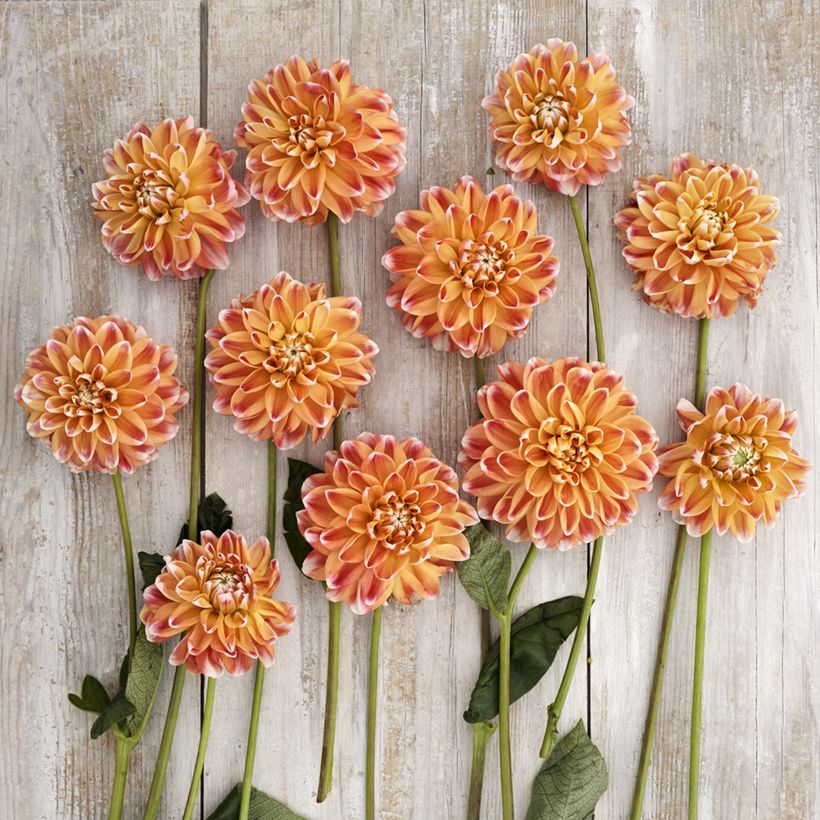 Dekorative Dahlie Hapet Harmony (Blüte)