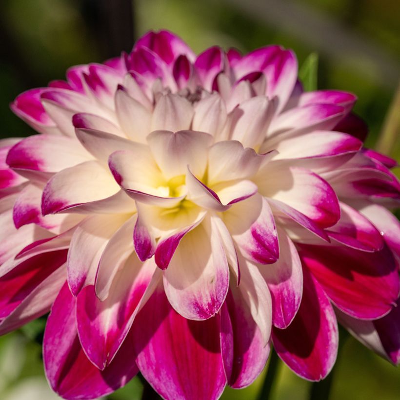 Dekorative Dahlie Saint Martin (Blüte)
