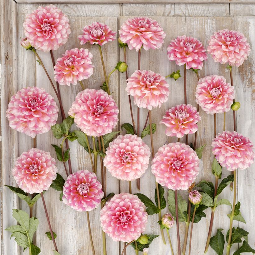 Dekorative Dahlie Trustfull (Blüte)