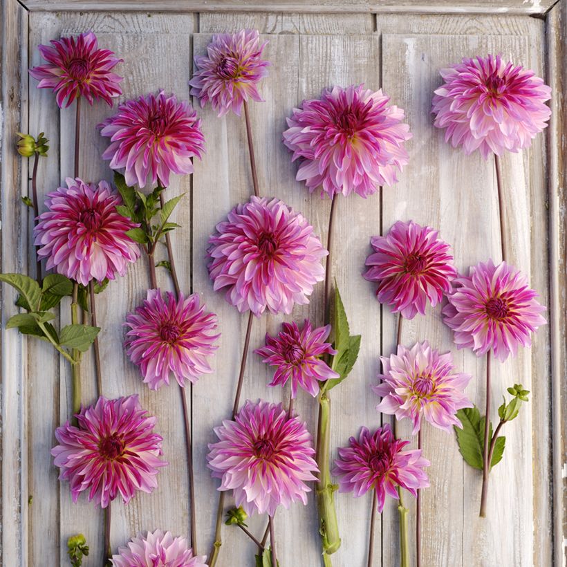 Dekorative Dahlie Violet Dance (Blüte)