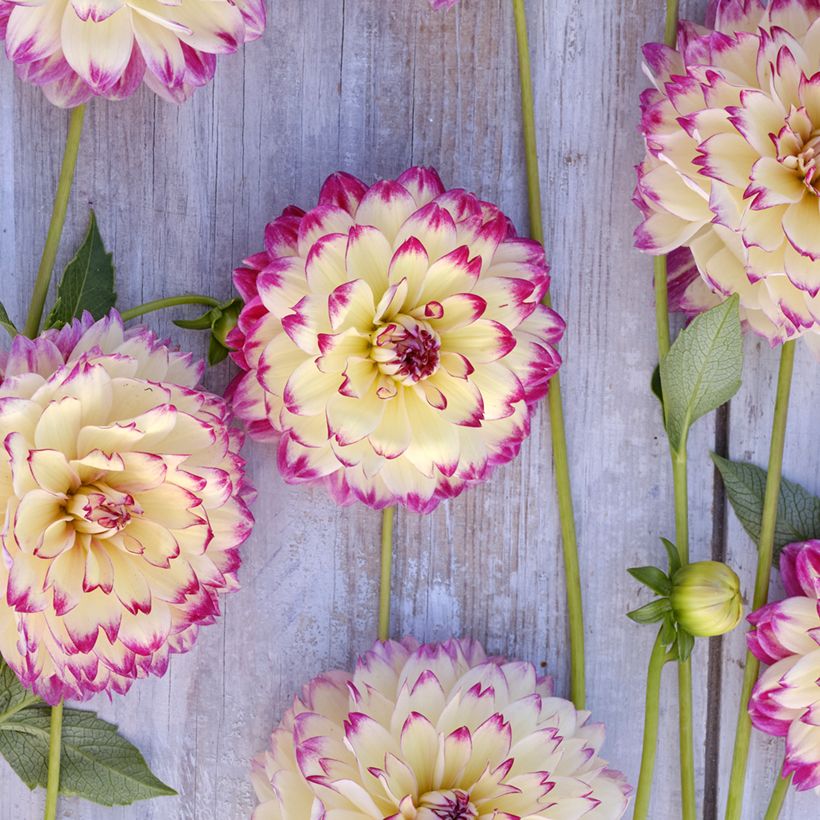 Dekorative Dahlie Aphrodite (Blüte)