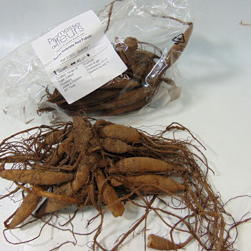 Beispiel eines Exemplars von Schmuck-Dahlie Red Fubuki Zwiebel Kaliber/Größe I wie geliefert