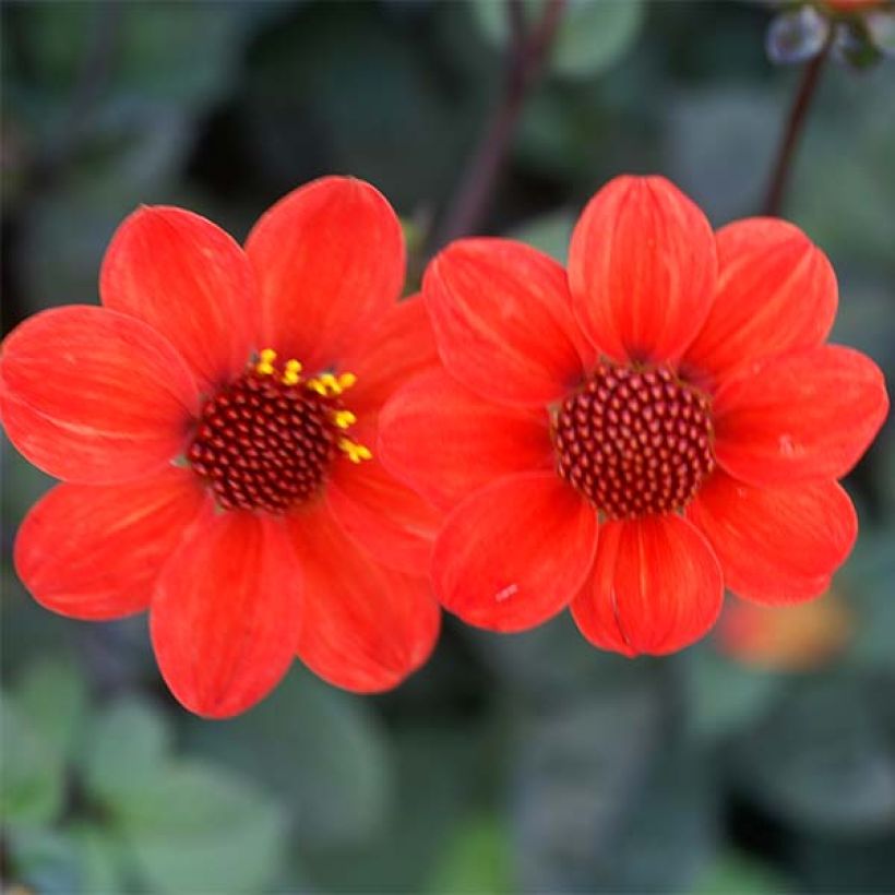 Zwerg-Dahlie Scura (Blüte)