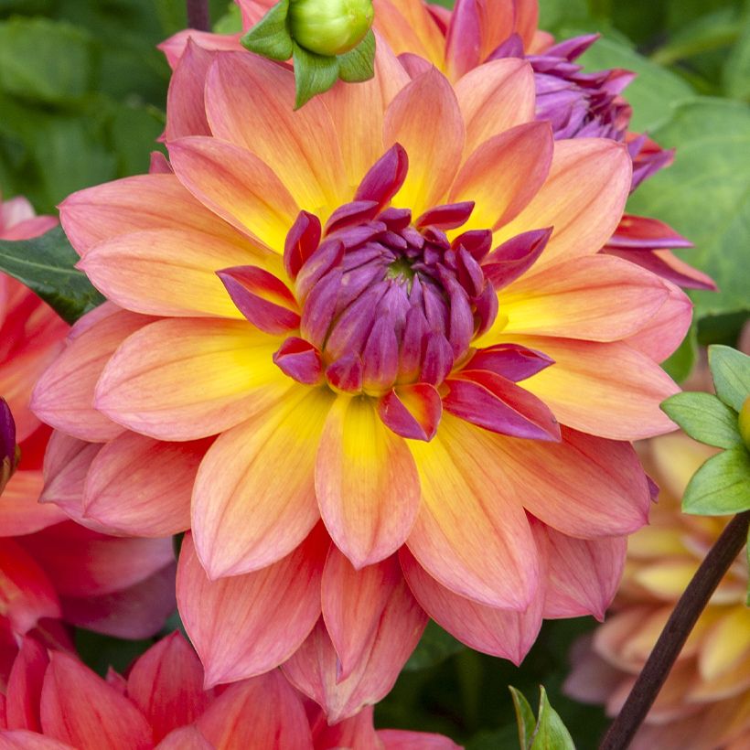 Zwerg-Dahlie Firepot (Blüte)