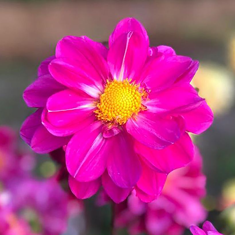 Bauer-Dahlie Miracle Purple (Blüte)