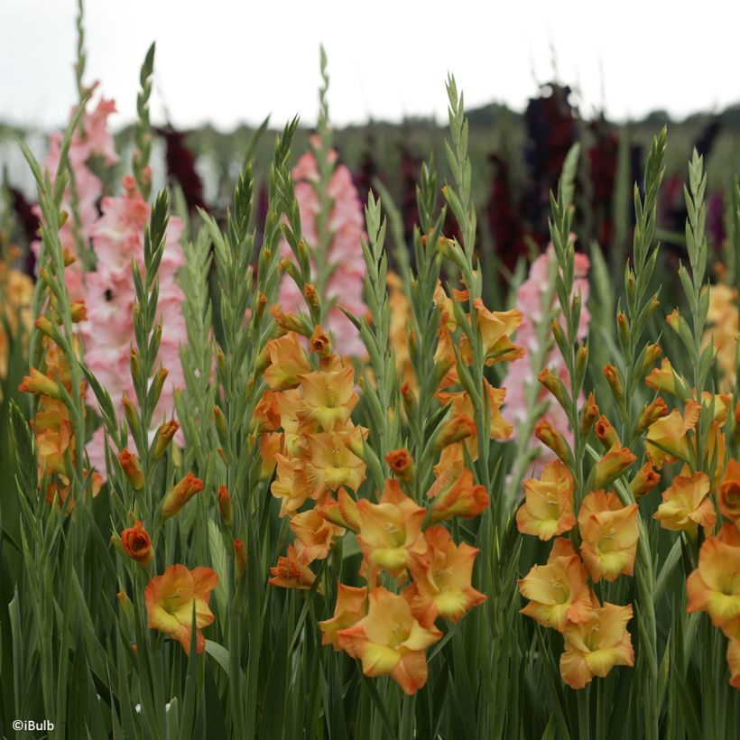 Großblütige Gladiole Sunglow - Gladiolus (Hafen)