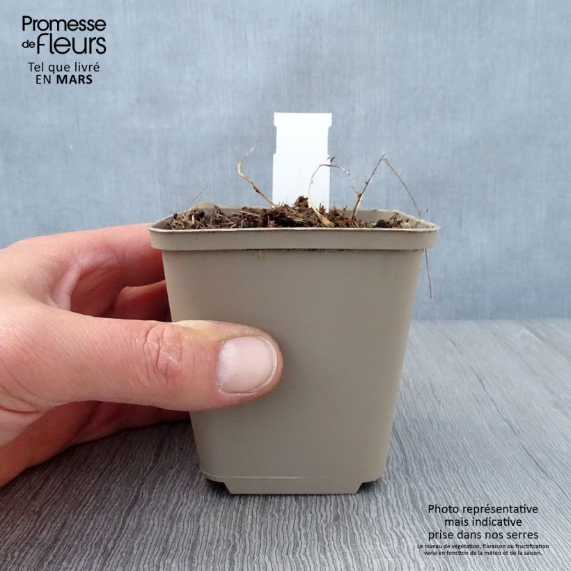 Exemplar von Dalea candida - Weißer Prärieklee Kleine Töpfe von 8/9 cm wie im Frühjahr geliefert