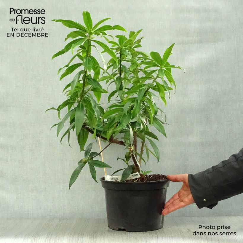 Exemplar von Seidelbast Perfume Princess - Daphne Topf mit 7,5L/10L wie im Winter geliefert