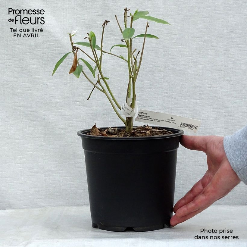 Exemplar von Seidelbast Spring Beauty - Daphne Topf mit 3L/4L wie im Frühjahr geliefert