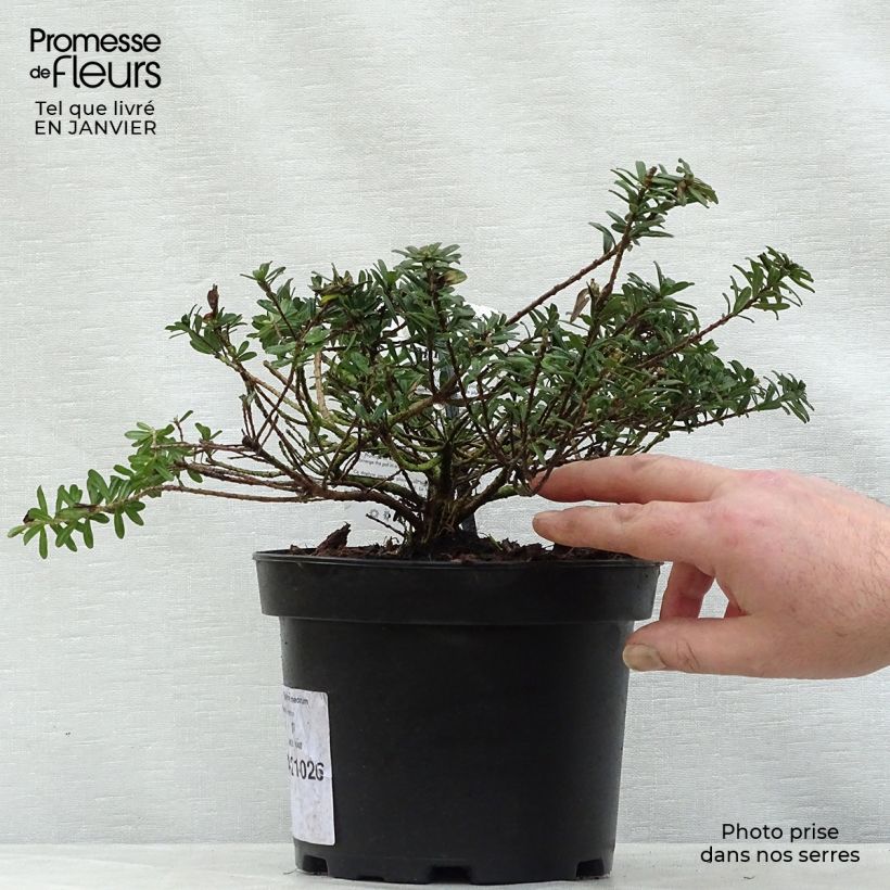 Exemplar von Daphne cneorum - Rosmarin-Seidelbast Topf mit 2L/3L wie im Winter geliefert