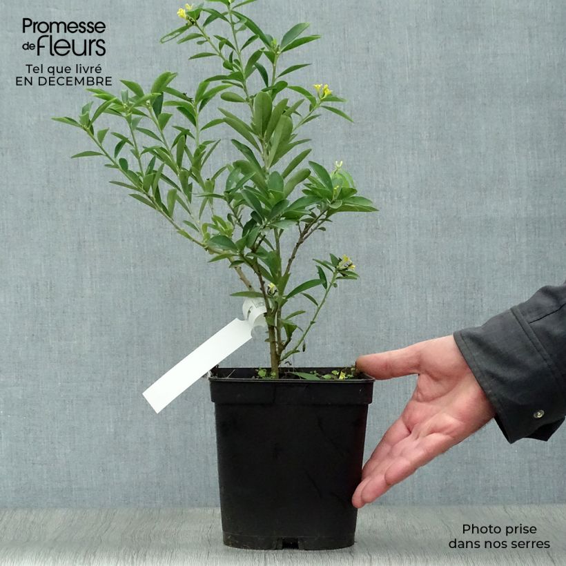 Exemplar von Daphne gemmata Royal Crown - Seidelbast Topf mit 2L/3L wie im Winter geliefert