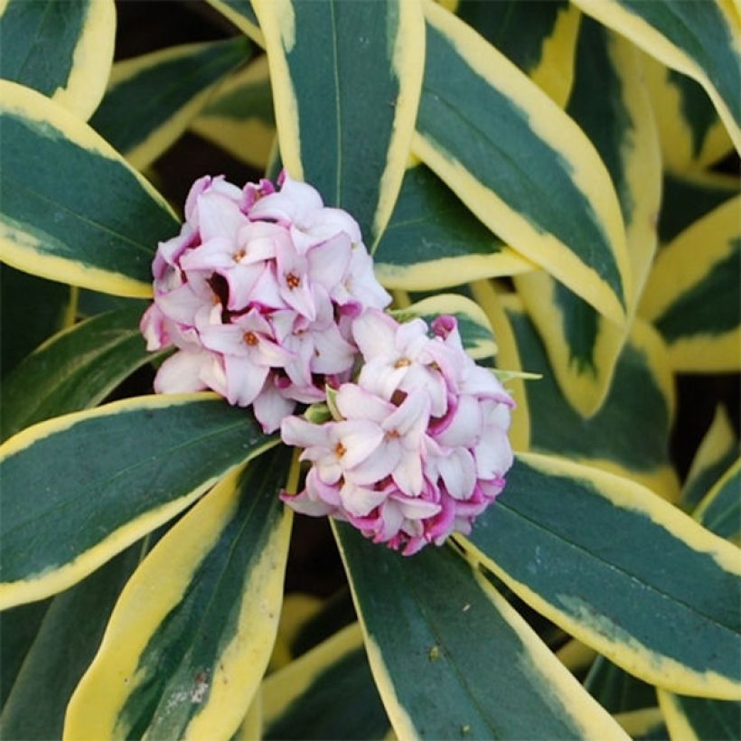 Seidelbast Marianni - Daphne odora (Blüte)