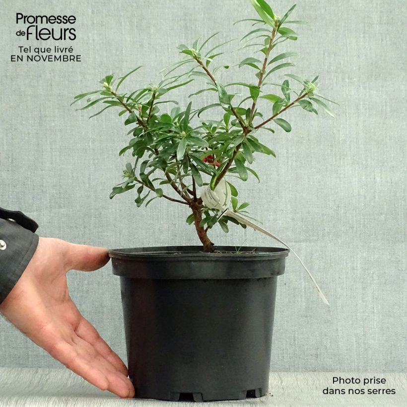 Exemplar von Seidelbast Eternal Fragrance - Daphne transatlantica Topf mit 2L/3L wie im Herbst geliefert