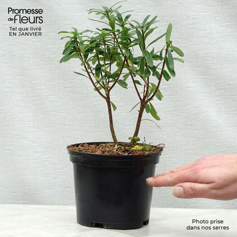 Exemplar von Seidelbast Pink Fragrance - Daphne transatlantica Topf mit 2L/3L wie im Winter geliefert