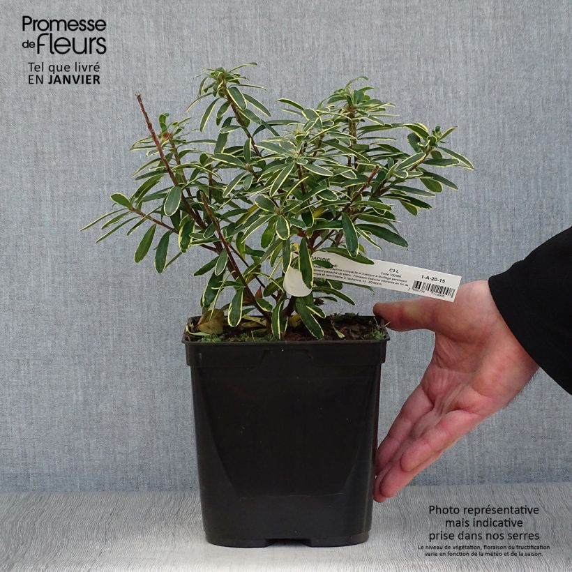 Exemplar von Seidelbast Summer Ice - Daphne transatlantica Topf mit 3L/4L wie im Winter geliefert