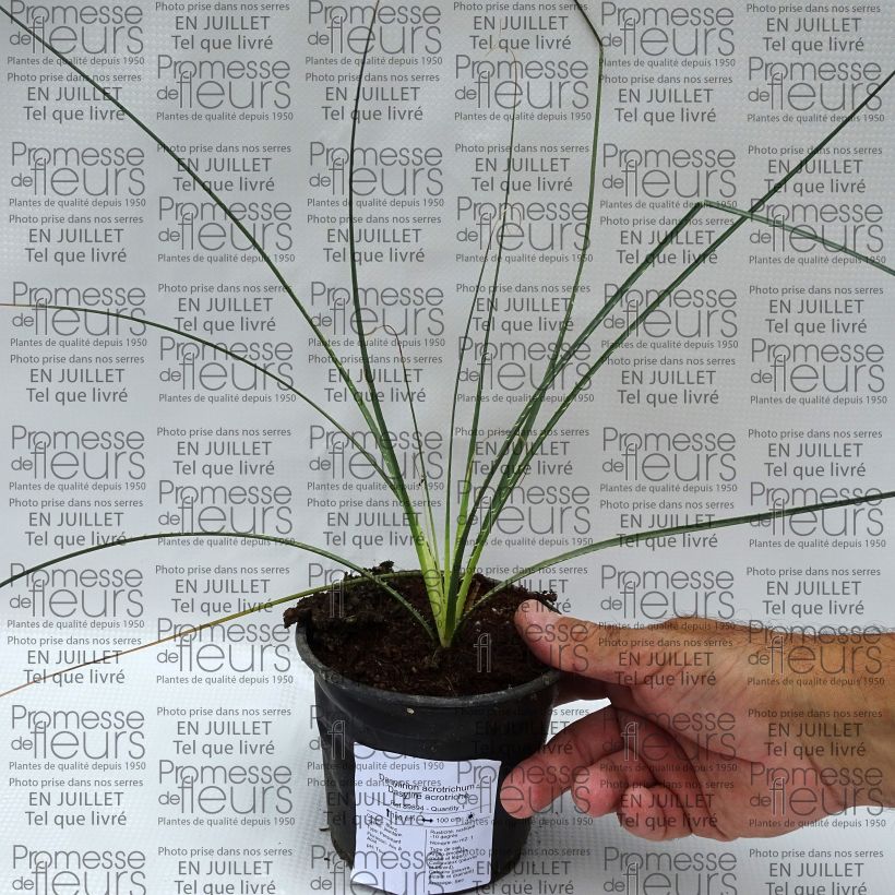Exemplar von Dasylirion acrotrichum - Rauhschopf Topf 12 cm / 13 cm wie im Sommer geliefert