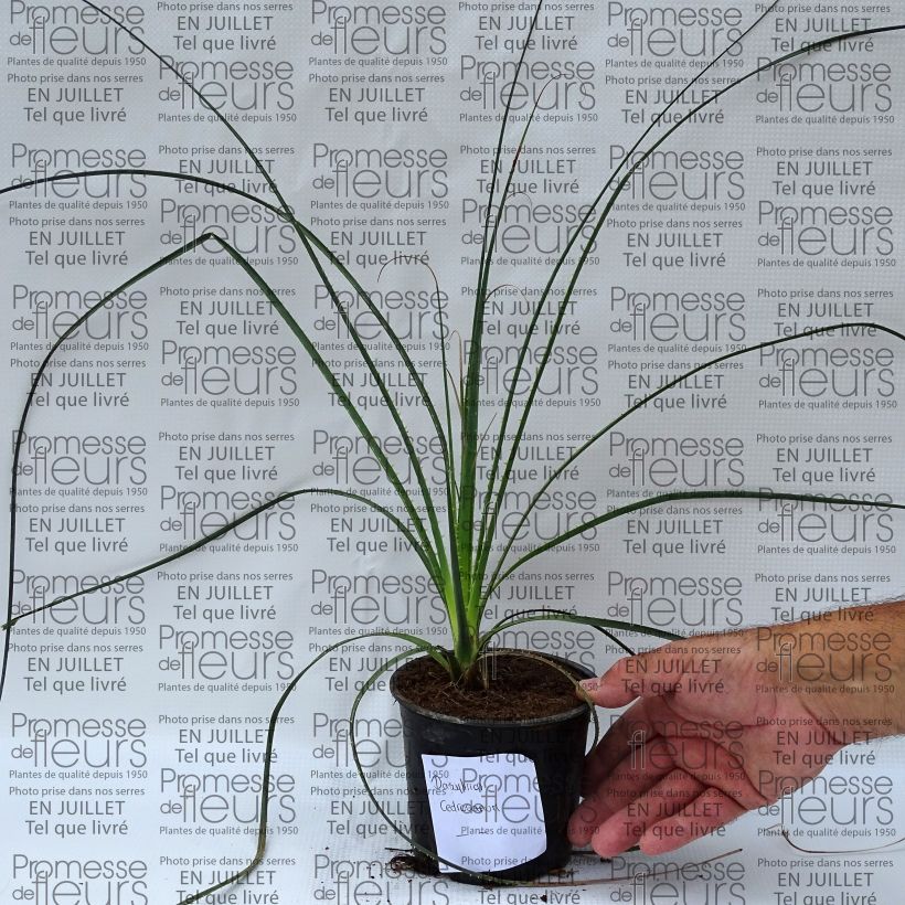 Exemplar von Dasylirion cedrosanum - Rauhschopf Topf 12 cm / 13 cm wie im Sommer geliefert