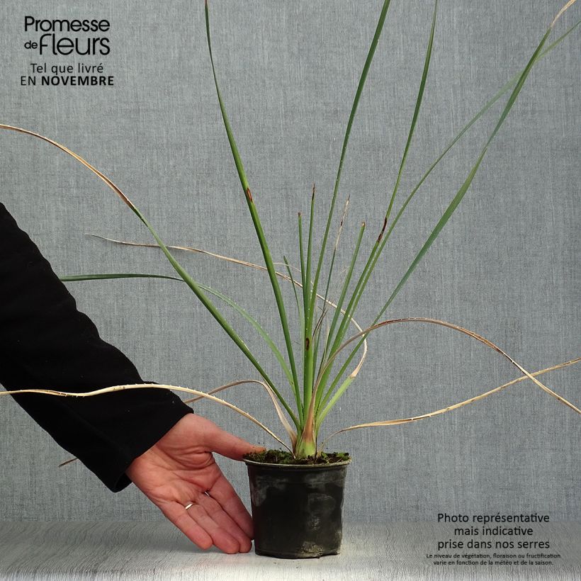 Exemplar von Dasylirion cedrosanum - Rauhschopf Topf 12 cm / 13 cm wie im Herbst geliefert