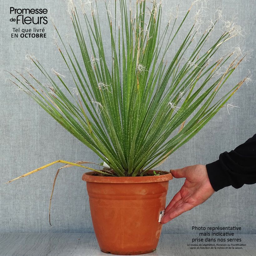 Exemplar von Dasylirion glaucophyllum - Rauhschopf Topf mit 7,5L/10L wie im Herbst geliefert