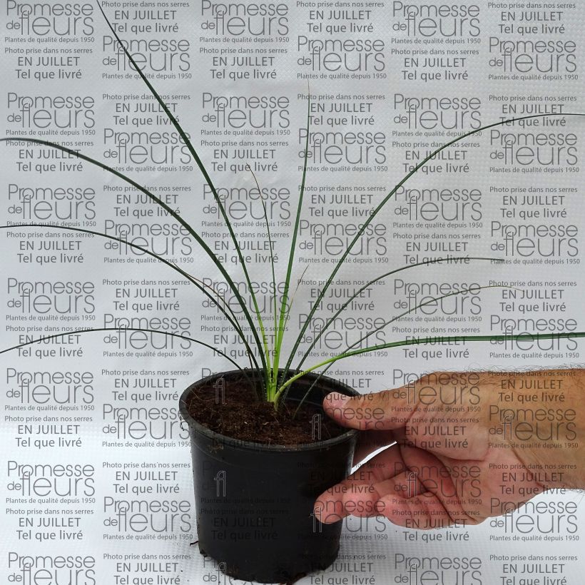 Exemplar von Dasylirion leiophyllum - Rauhschopf Topf 12 cm / 13 cm wie im Sommer geliefert