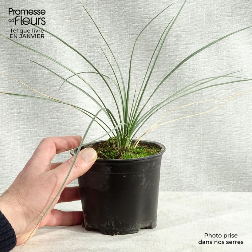 Exemplar von Dasylirion leiophyllum - Rauhschopf Topf 12 cm / 13 cm wie im Winter geliefert