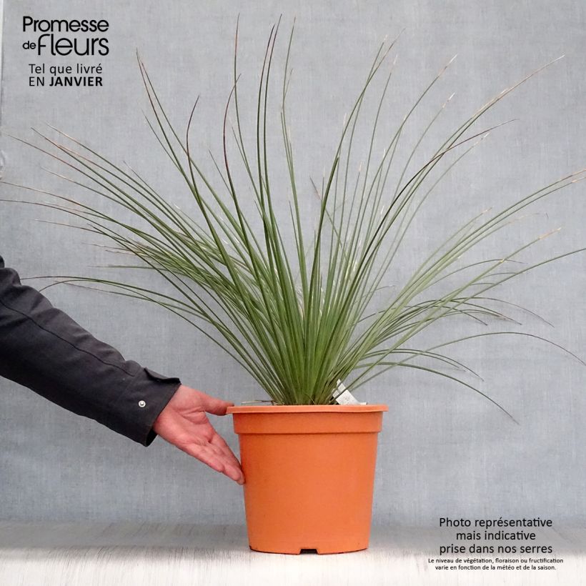 Exemplar von Dasylirion longissimum - Rauhschopf Topf mit 7,5L/10L wie im Winter geliefert