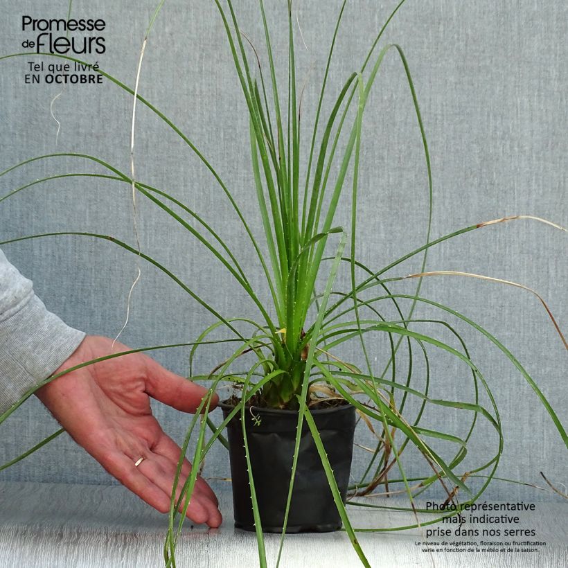 Exemplar von Dasylirion lucidum - Rauhschopf Topf 12 cm / 13 cm wie im Herbst geliefert