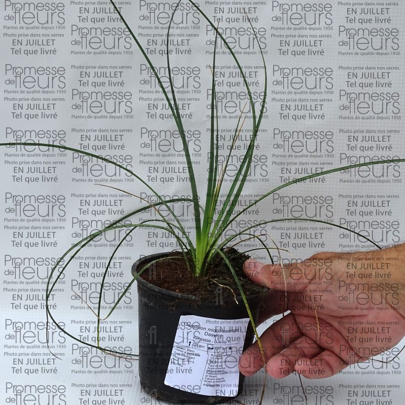 Exemplar von Dasylirion miquihuanensis - Rauhschopf Topf 12 cm / 13 cm wie im Sommer geliefert
