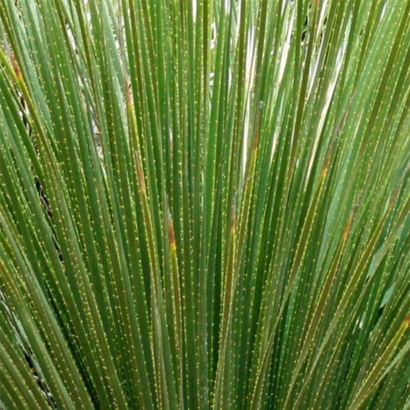 Dasylirion serratifolium - Rauhschopf (Laub)