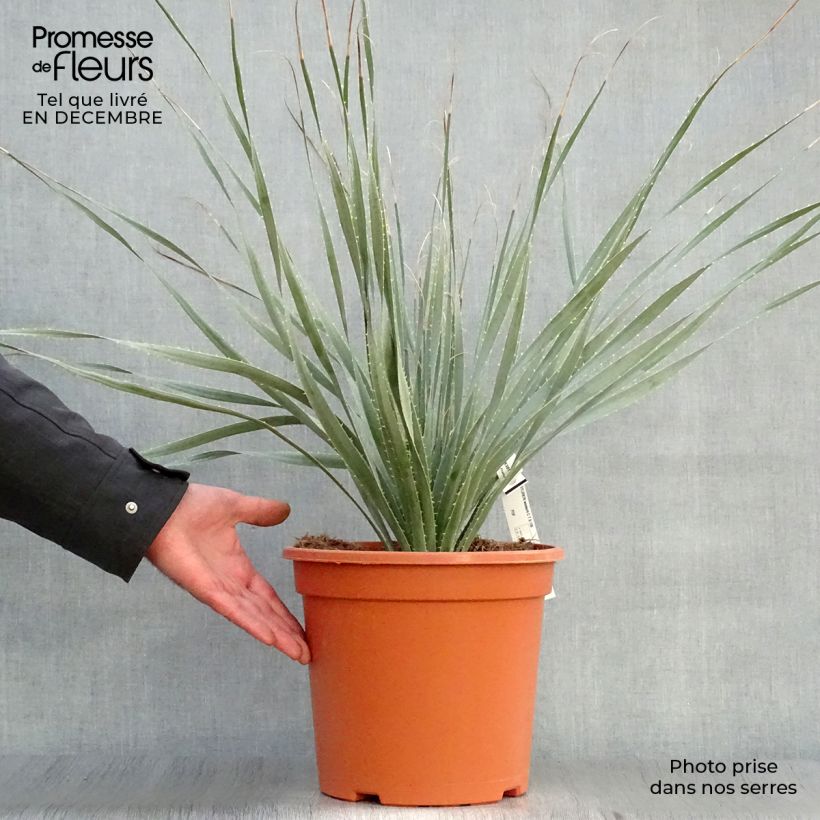 Exemplar von Dasylirion wheeleri - Rauhschopf Topf mit 7,5L/10L wie im Winter geliefert