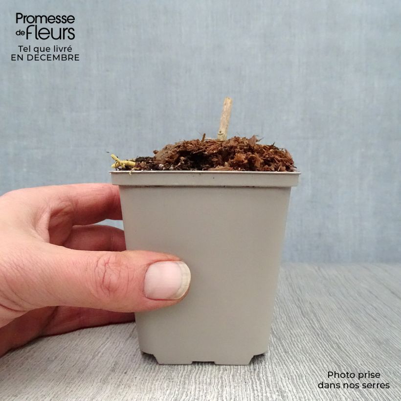 Exemplar von Datisca cannabina - Scheinhanf Kleine Töpfe von 8/9 cm wie im Winter geliefert