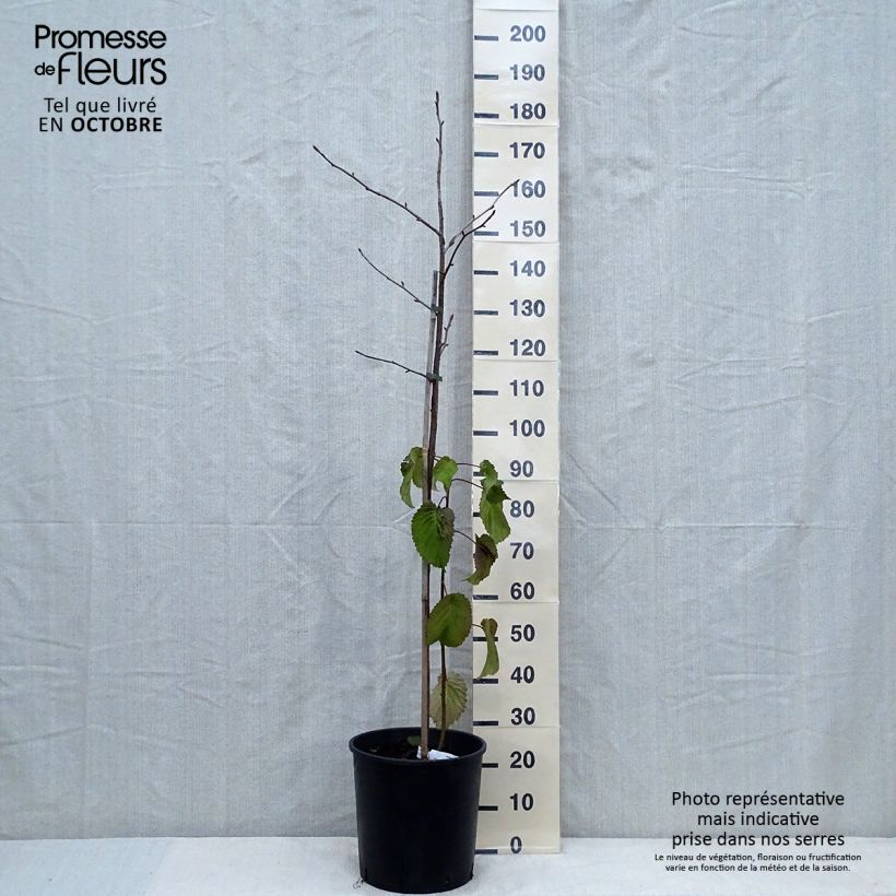 Exemplar von Davidia involucrata var. vilmoriniana - Taschentuchbaum Topf mit 18L/20L wie im Herbst geliefert