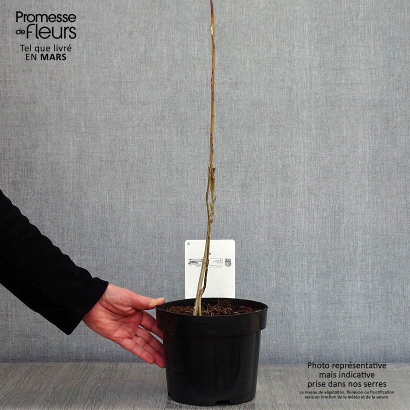 Exemplar von Decaisnea fargesii - Blauschotenbaum Topf mit 2L/3L wie im Winter geliefert