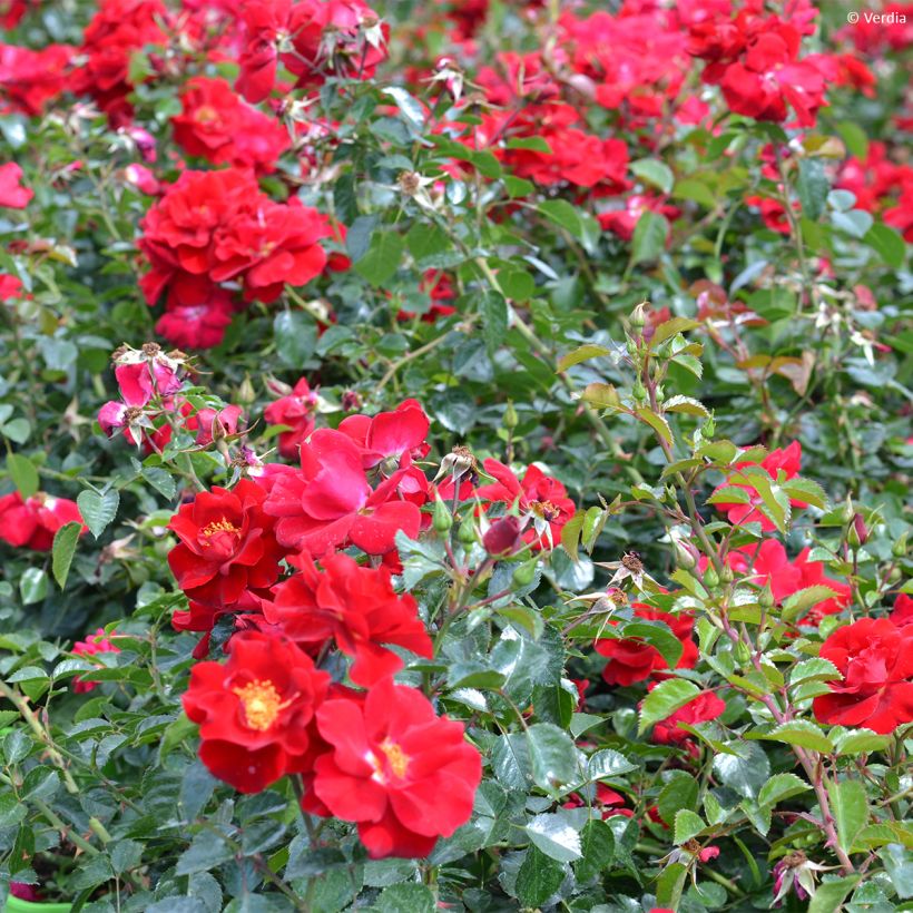Rosa New Vesuvia - Bodendecker-Rose (Hafen)