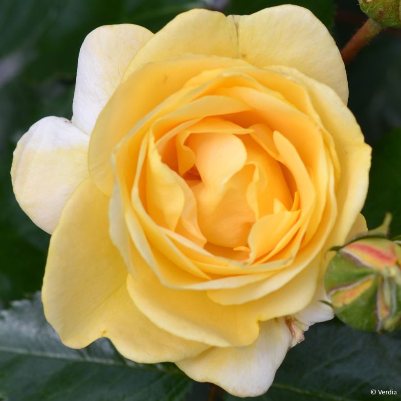 Rosa Soleya - Bodendecker-Rose (Blüte)