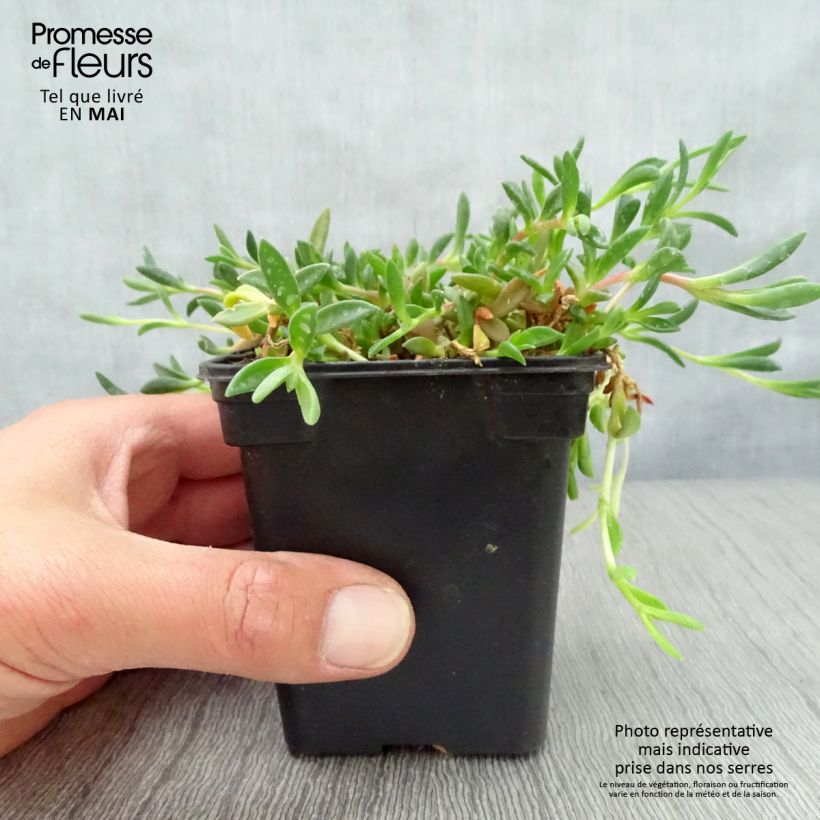 Exemplar von Delosperma Table Mountain Kleine Töpfe von 7/8 cm wie im Frühjahr geliefert