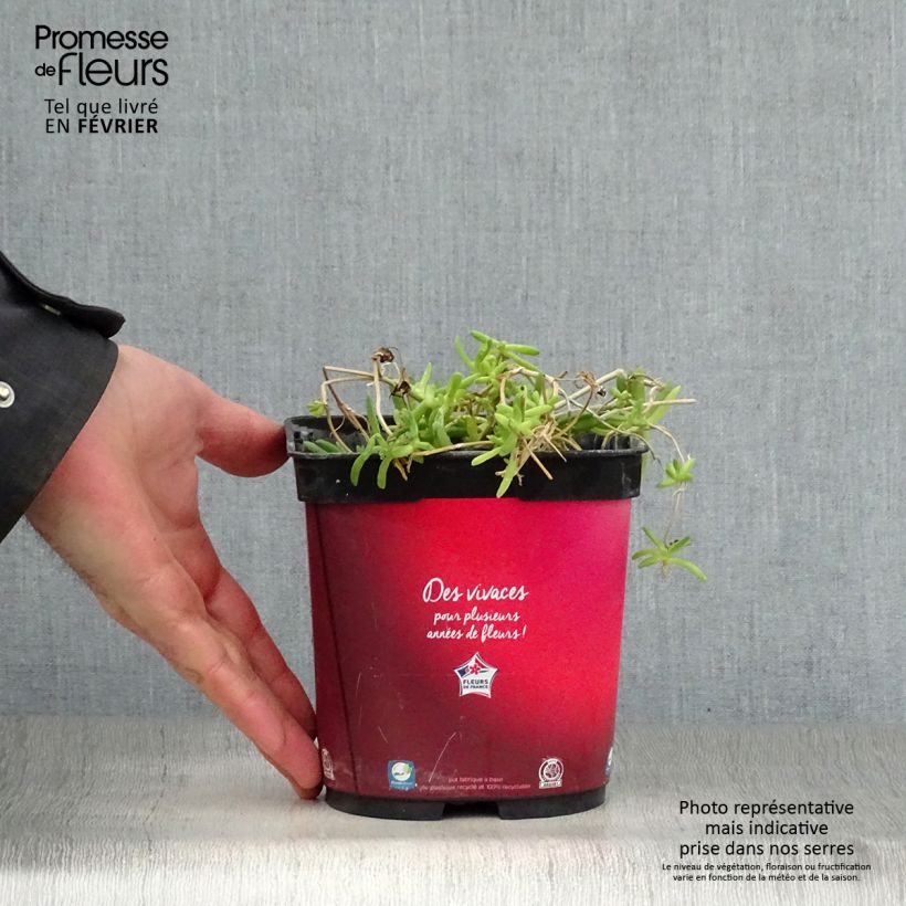 Exemplar von Delosperma Wheels of Wonder Fire Topf mit 2L/3L wie im Winter geliefert