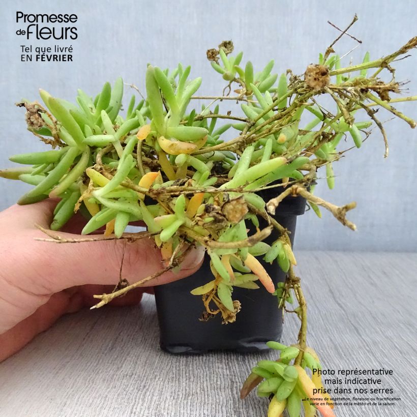 Exemplar von Delosperma Wheels of Wonder Fire Kleine Töpfe von 7/8 cm wie im Winter geliefert